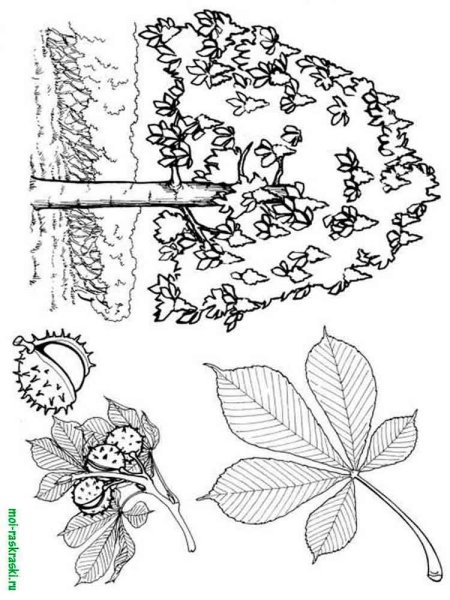 Раскраска деревья и кустарники