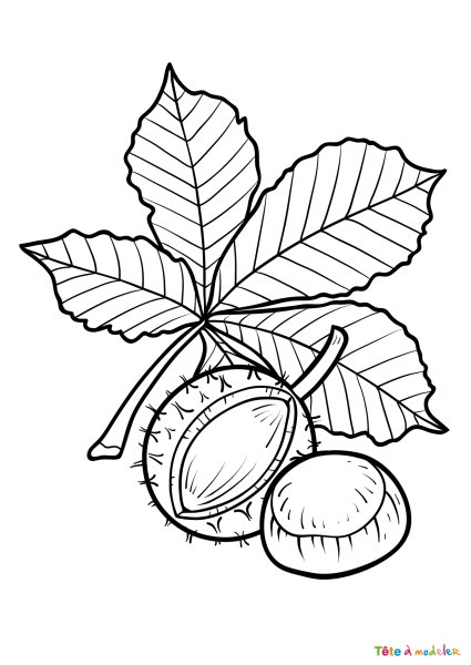 Каштан раскраска для детей