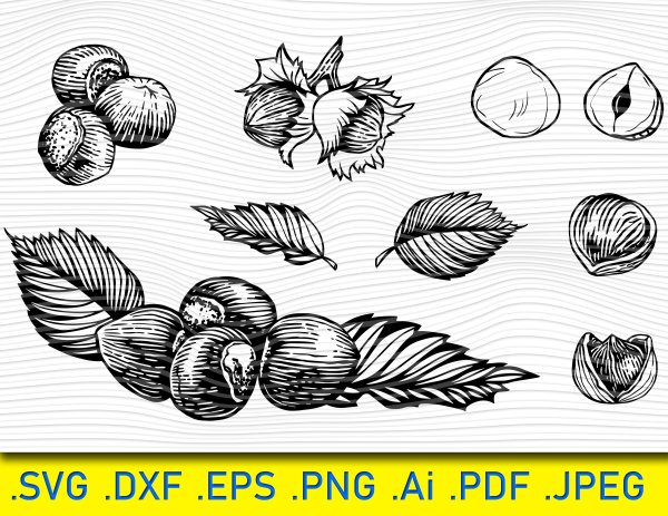 Лесной орех эскиз