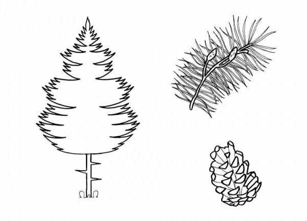 Раскраска ель и сосна