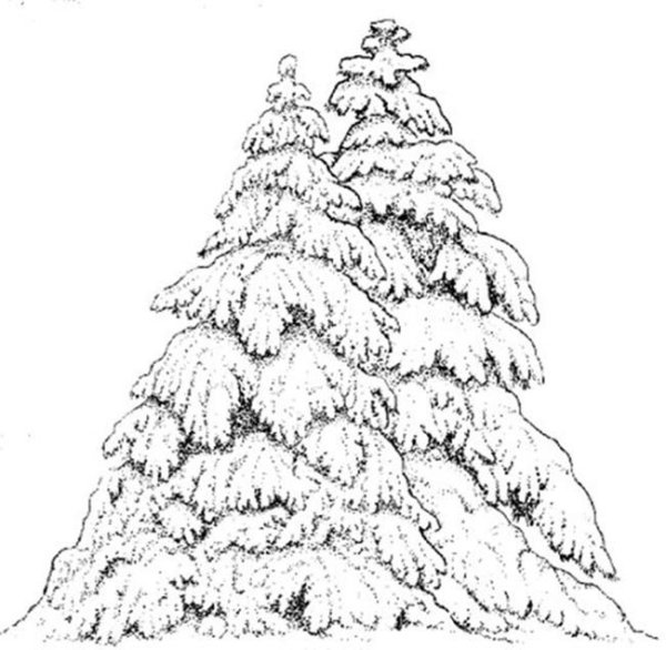Раскраска ёлка в лесу