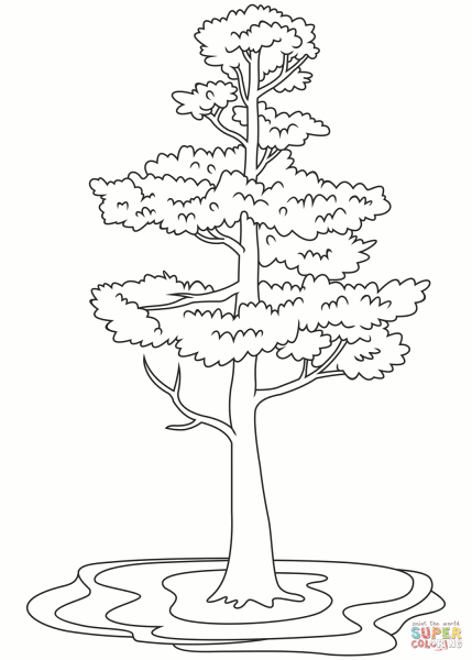 Сосна раскраска для детей