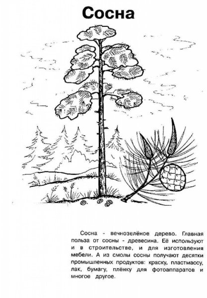 Раскраска хвойные деревья сосна