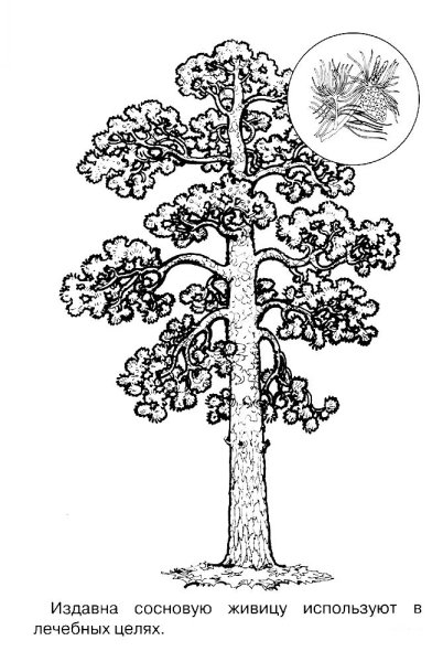 Сосна раскраска для детей