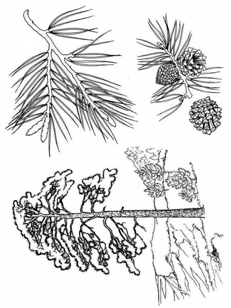 Сосна раскраска