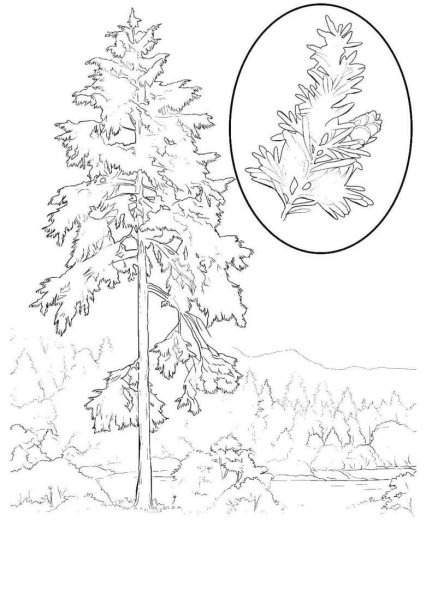Сосна раскраска для детей