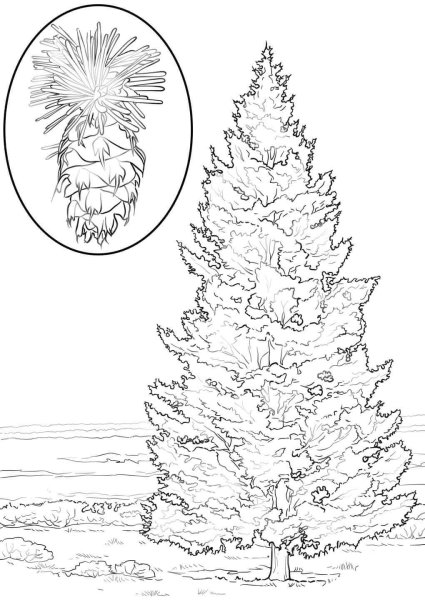 Хвойные растения раскраска