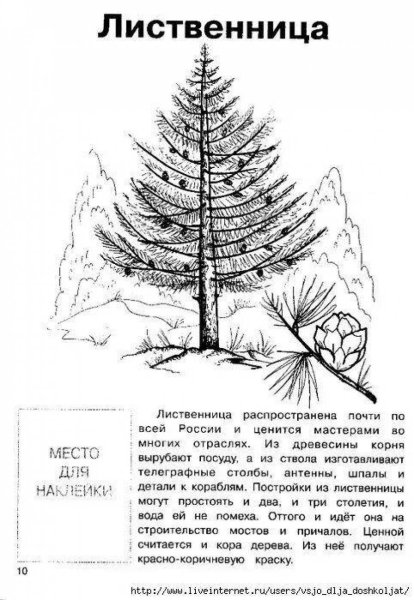 Хвойные деревья раскраска