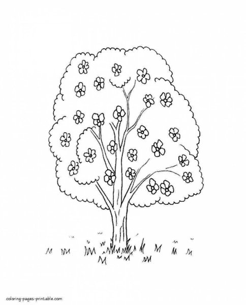 Дерево черемуха для раскрашивания