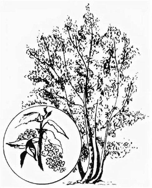 Черемуха дерево