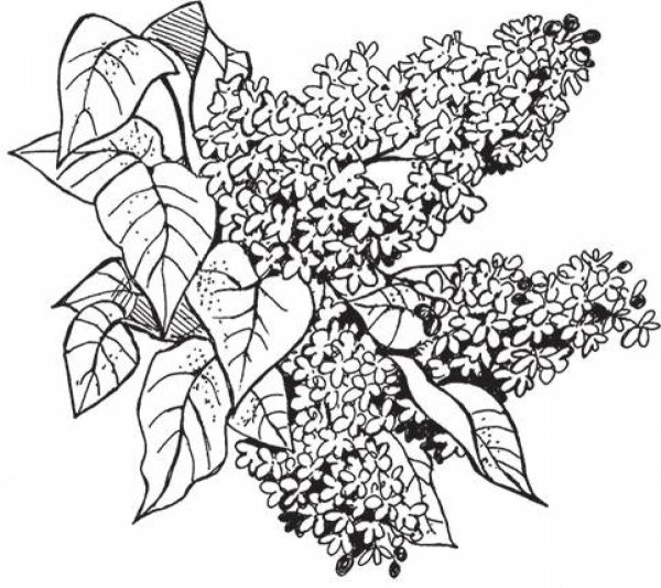 Куст сирени контур