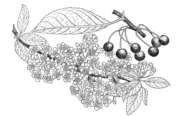 Рябина рисунок