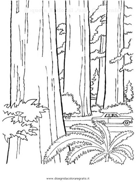 Секвойя раскраска