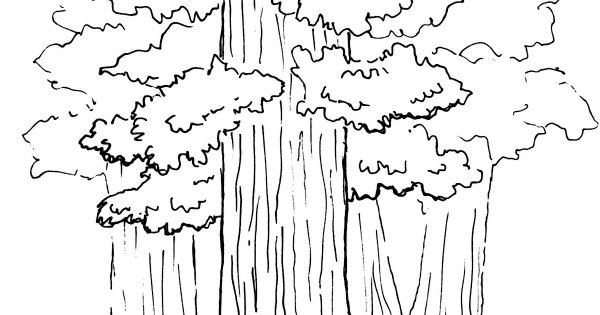 Секвойя раскраска