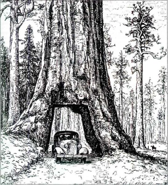 Секвойя дерево зарисовки