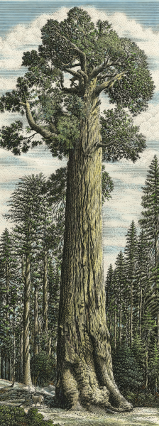 Наброски Секвойя дерево
