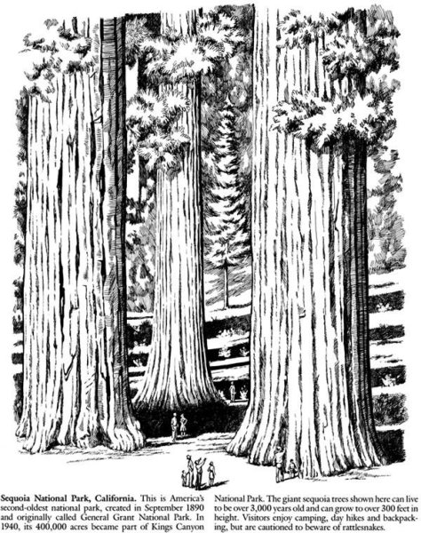 Секвойя раскраска для детей