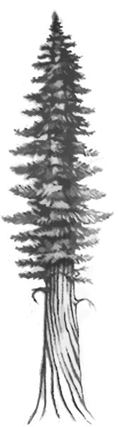 Секвойя раскраска