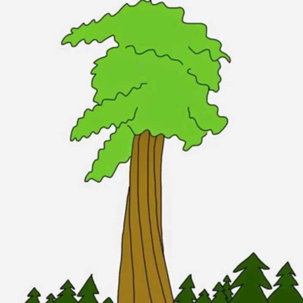 Секвойя дерево нарисовать