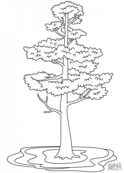 Соснана раскраски для детей