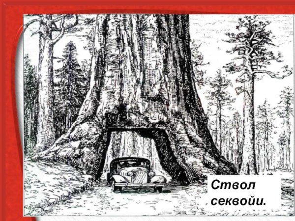 Корни секвойи рисунок