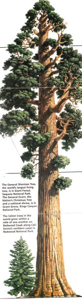 Секвойя вечнозелёная рисунок