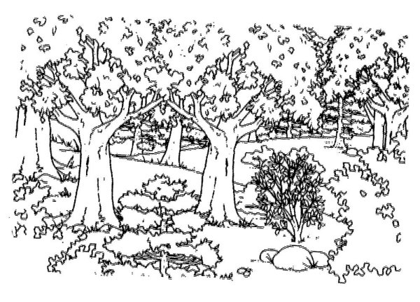 В лесу. Раскраска