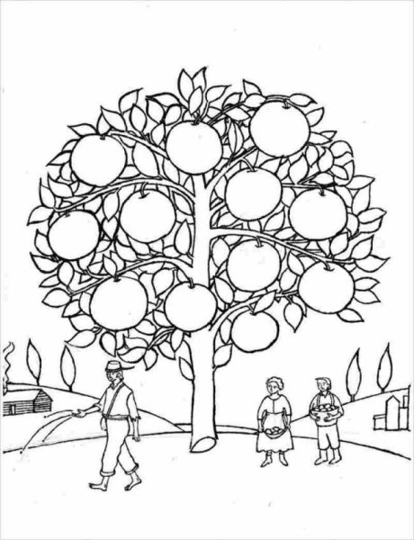 Фруктовые деревья раскраска