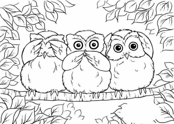 Раскраска Совенок