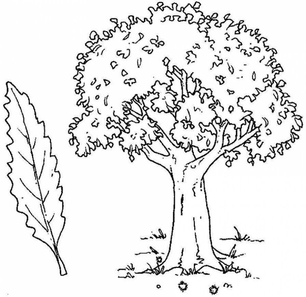 Раскраска деревья и кустарники
