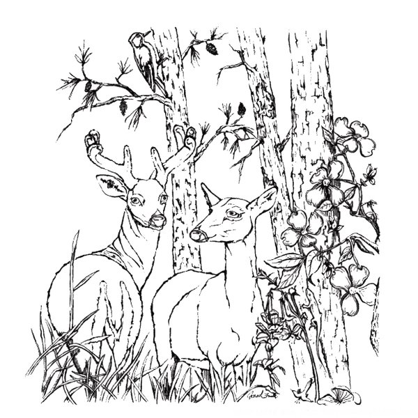 Раскраска олень в лесу