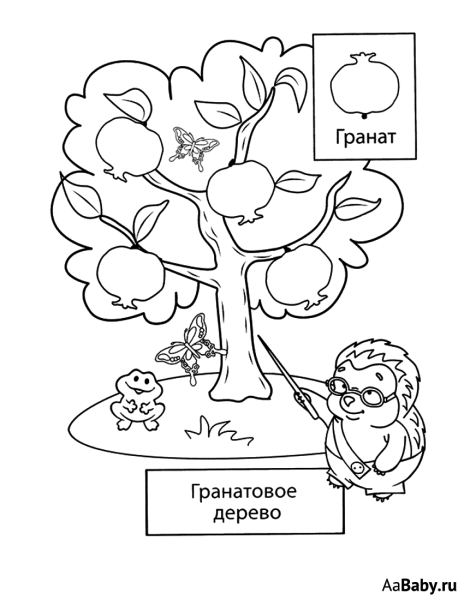 Дерево слива раскраска