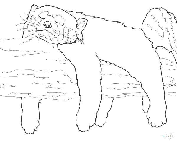 Красная Панда раскраска