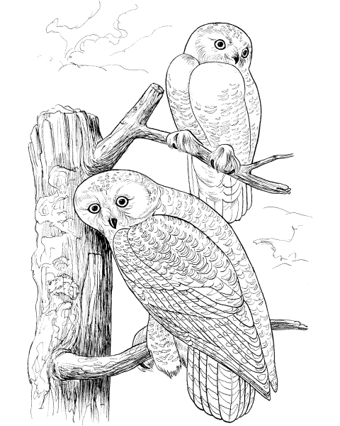 Раскраска птицы Филин