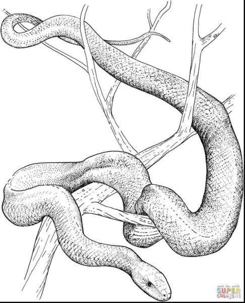 Питон раскраска
