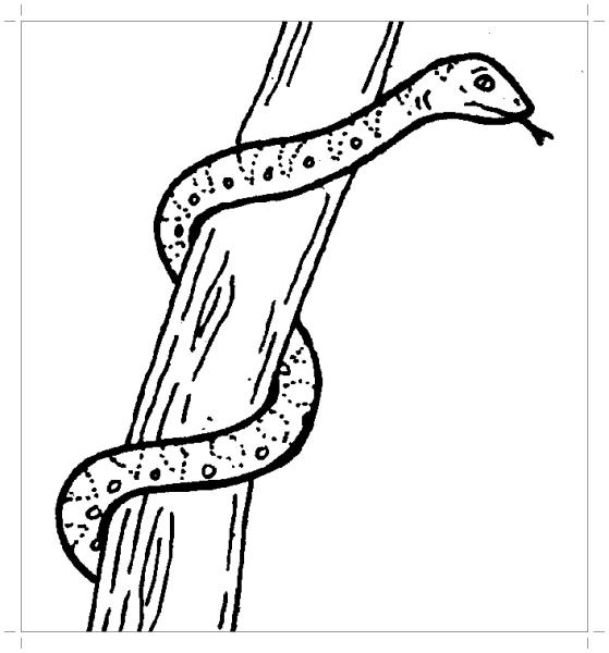 Змея ползет по дереву раскраска