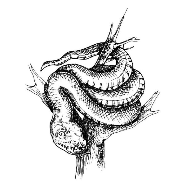 Эскиз змея питон