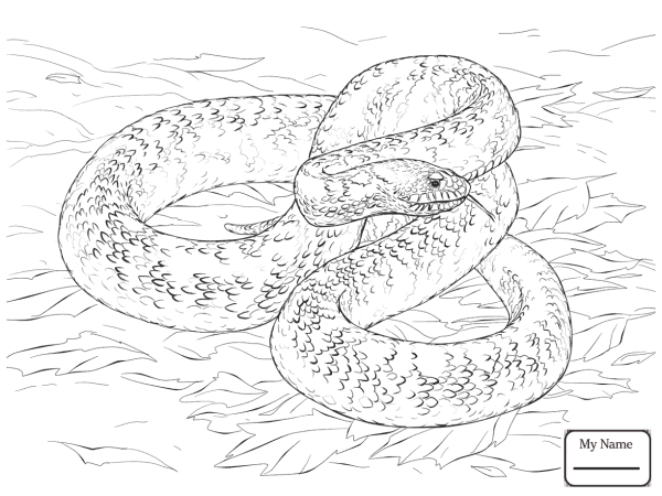 Гадюка раскраска
