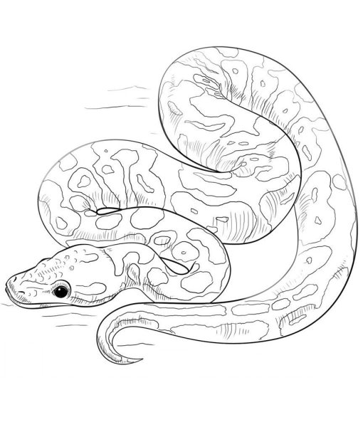 Питон Анаконда удав раскраска
