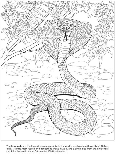 Кобра раскраска