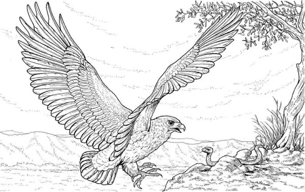 Степной Орел разукрашка