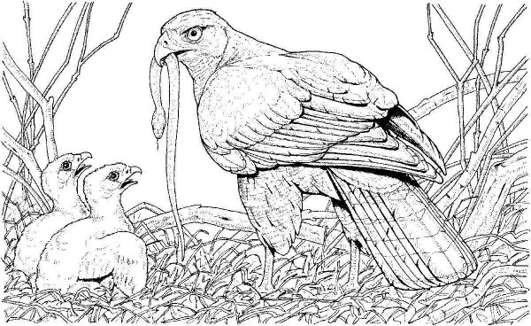 Раскраска Хищные птицы