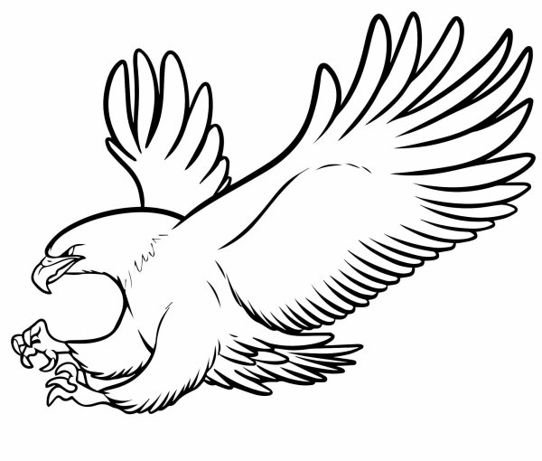 Орел раскраска для детей