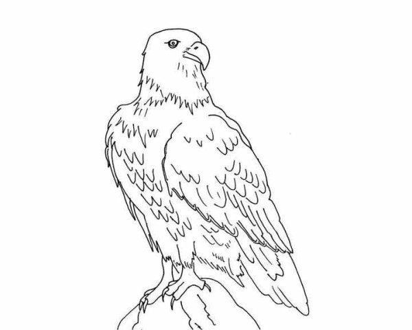 Расскраска Степной орёл