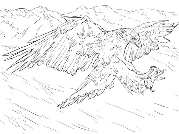 Беркут раскраска для детей