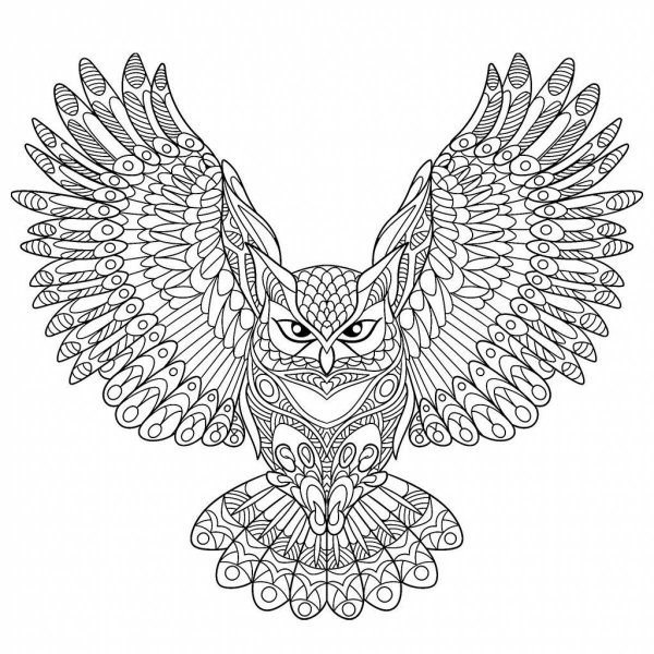 Крылья Совы