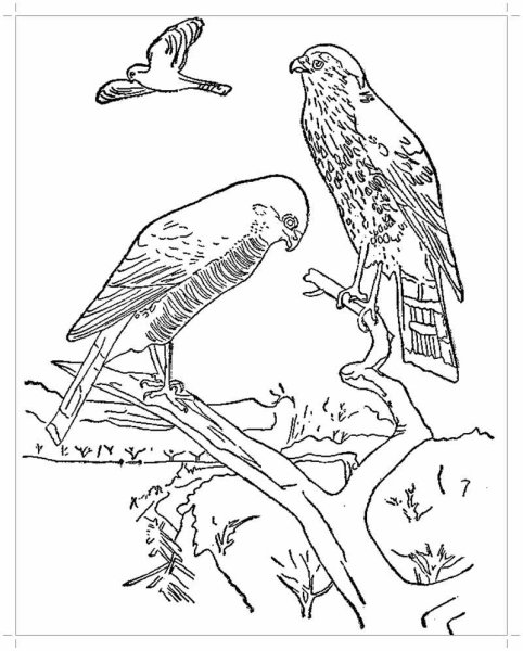 Хищные горные птицы раскраска для детей