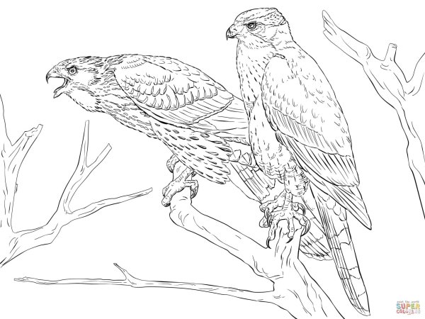 Раскраска Хищные птицы