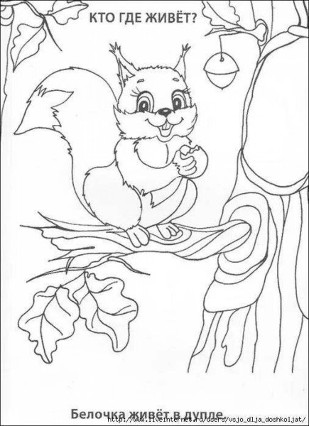 Белка в дупле раскраска
