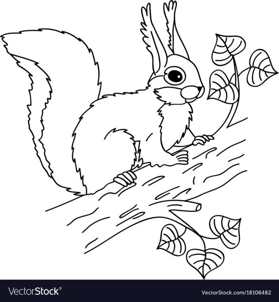 Белочка раскраска для детей